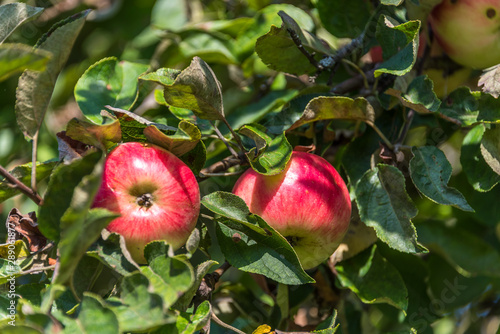 Ripe Apple on an Apple Tree in Summer