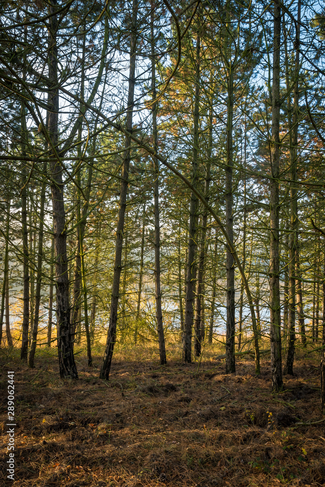 Die Sonne scheint in einen Wald im Herbst