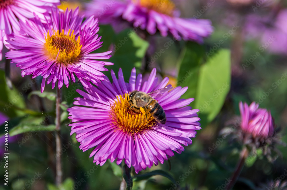 Bee and Purple Pink Flowers Closeup in a Summer Garden Bee and Purple Pink Flowers Closeup in a Summer Garden