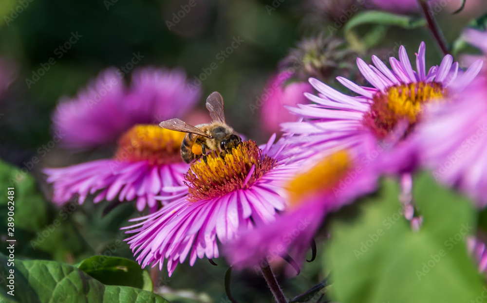 Bee and Purple Pink Flowers Closeup in a Summer Garden Bee and Purple Pink Flowers Closeup in a Summer Garden