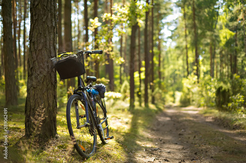Bike in the forest