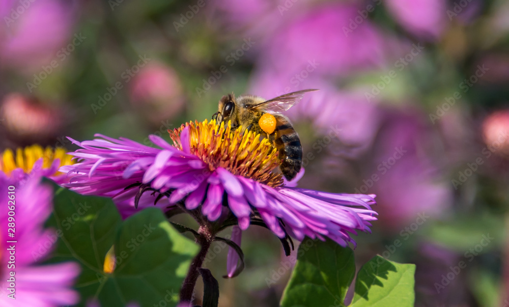 Bee and Purple Pink Flowers Closeup in a Summer Garden Bee and Purple Pink Flowers Closeup in a Summer Garden