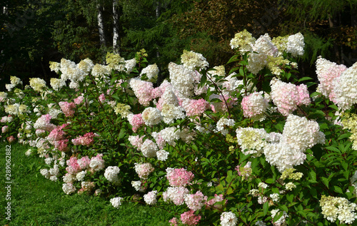 Floral wallpaper with hydrangea paniculata