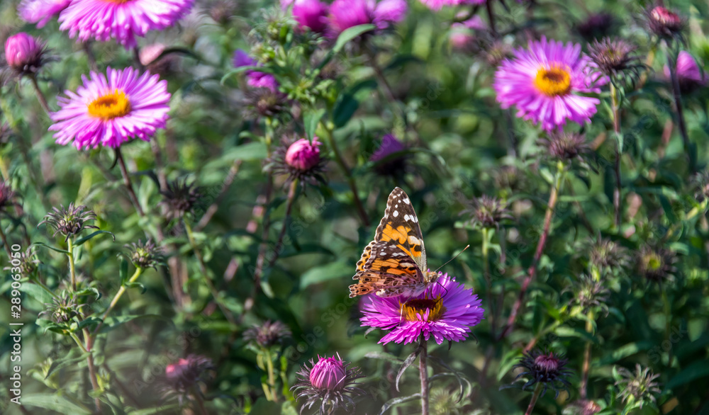 Butterfly and Purple Pink Flowers Closeup in a Summer Garden Butterfly and Purple Pink Flowers Closeup in a Summer Garden