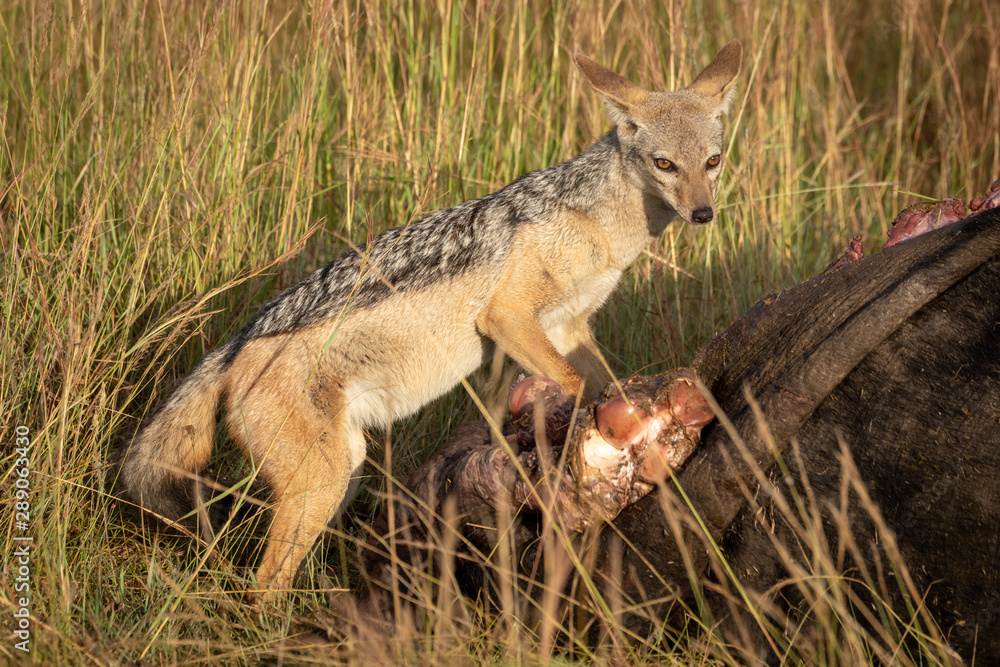 Black-backed jackal stands with carcase in grass Black-backed jackal stands with carcase in grass