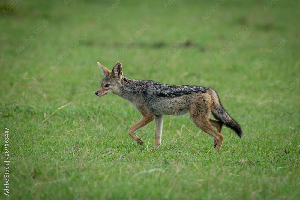 Black-backed jackal trotting over grass in shade Black-backed jackal trotting over grass in shade