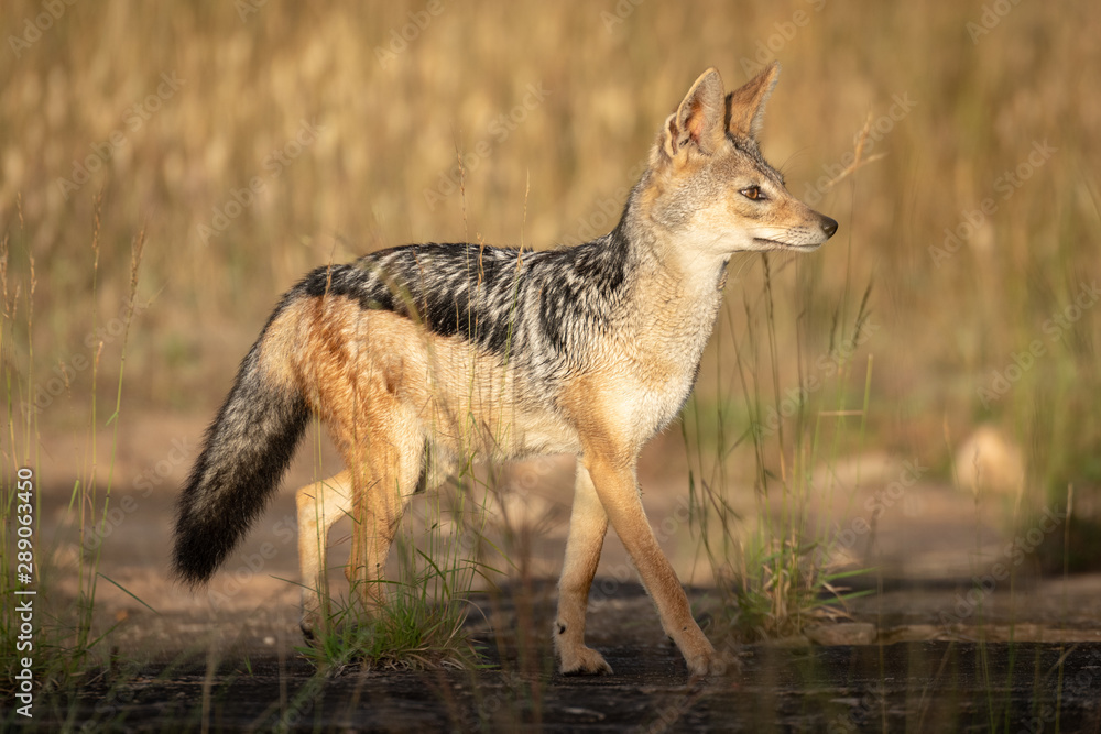 Black-backed jackal walks through grass in sunshine Black-backed jackal walks through grass in sunshine