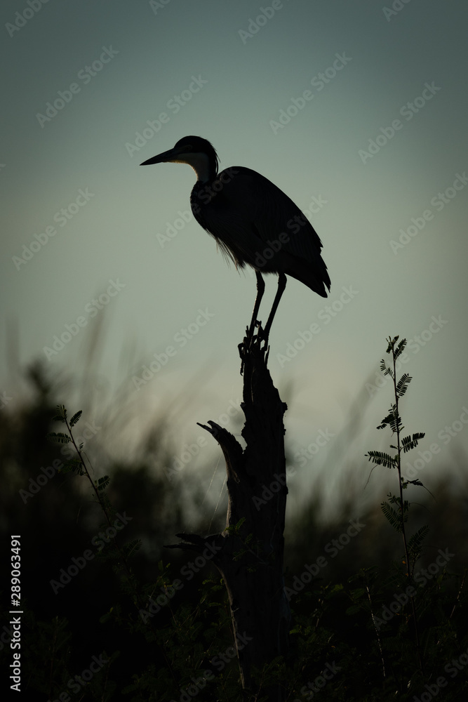 Black-headed heron crouches on stump in silhouette Black-headed heron crouches on stump in silhouette