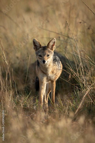 Black-backed jackal walks towards camera through grass © Nick Dale
