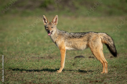 Black-baked jackal stands on grass opening mouth