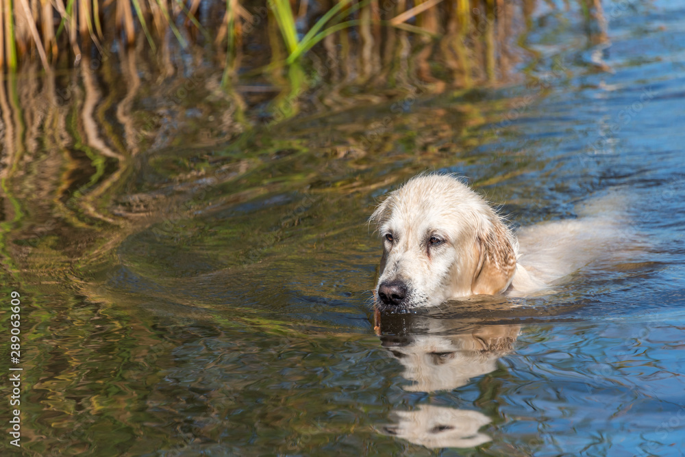 Champion Golden Retriever Fishing in a River on a Summer Day Champion Golden Retriever Fishing in a River on a Summer Day