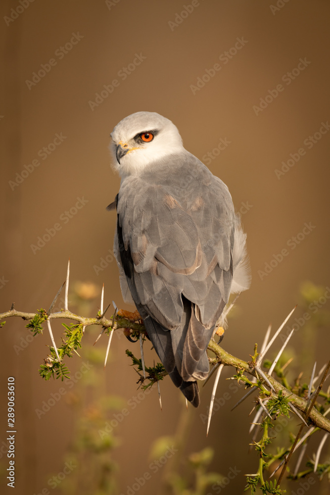Fototapeta premium Black-shouldered kite looks down from thorny branch