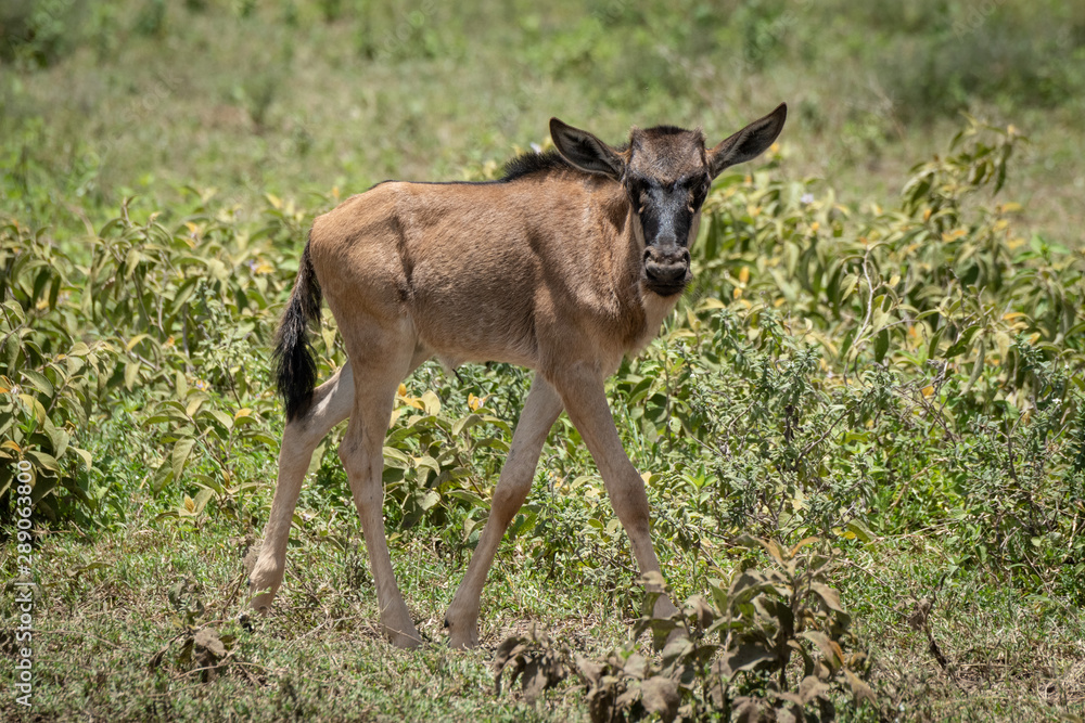 Blue wildebeest calf walks past eyeing camera Blue wildebeest calf walks past eyeing camera