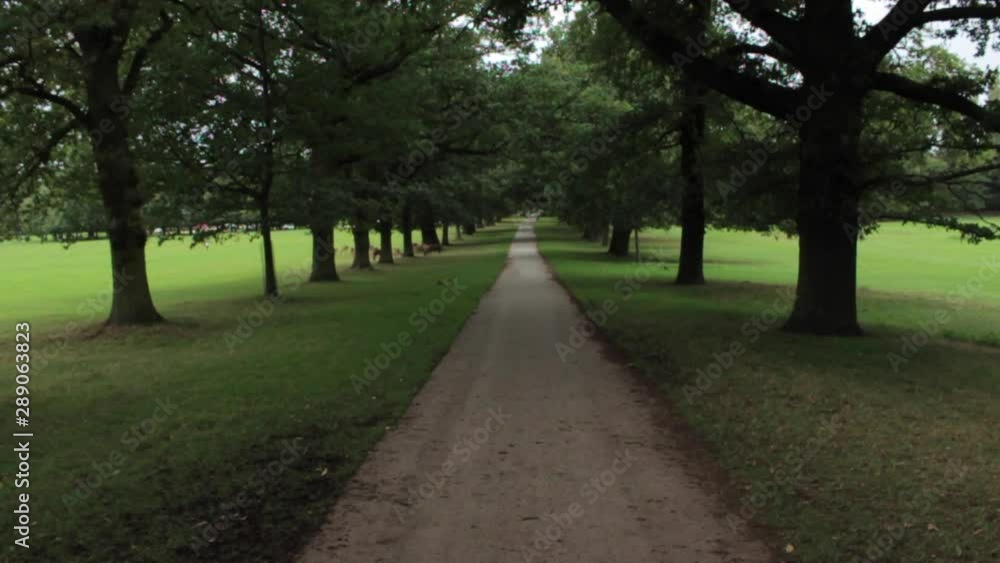 4K Aerial. Park Path Through Forest Glade. Tree Lined Green British Woods 4K Aerial. Park Path Through Forest Glade. Tree Lined Green British Woods