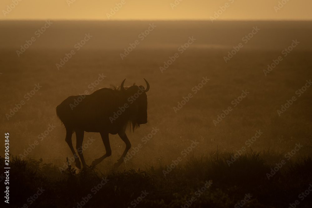Blue wildebeest gallops in early morning light Blue wildebeest gallops in early morning light