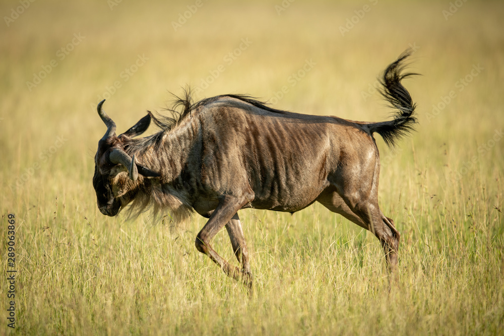 Blue wildebeest frolics in grass in sunshine Blue wildebeest frolics in grass in sunshine