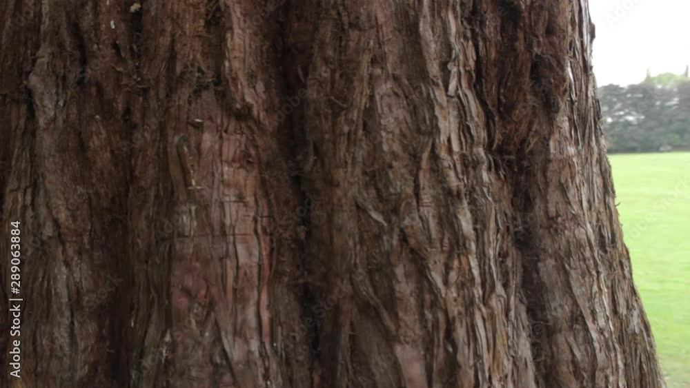 Track Around Tree Stump In British Park, Greenery Fields In Nottingham. Spinning Around The Tree Tracking.