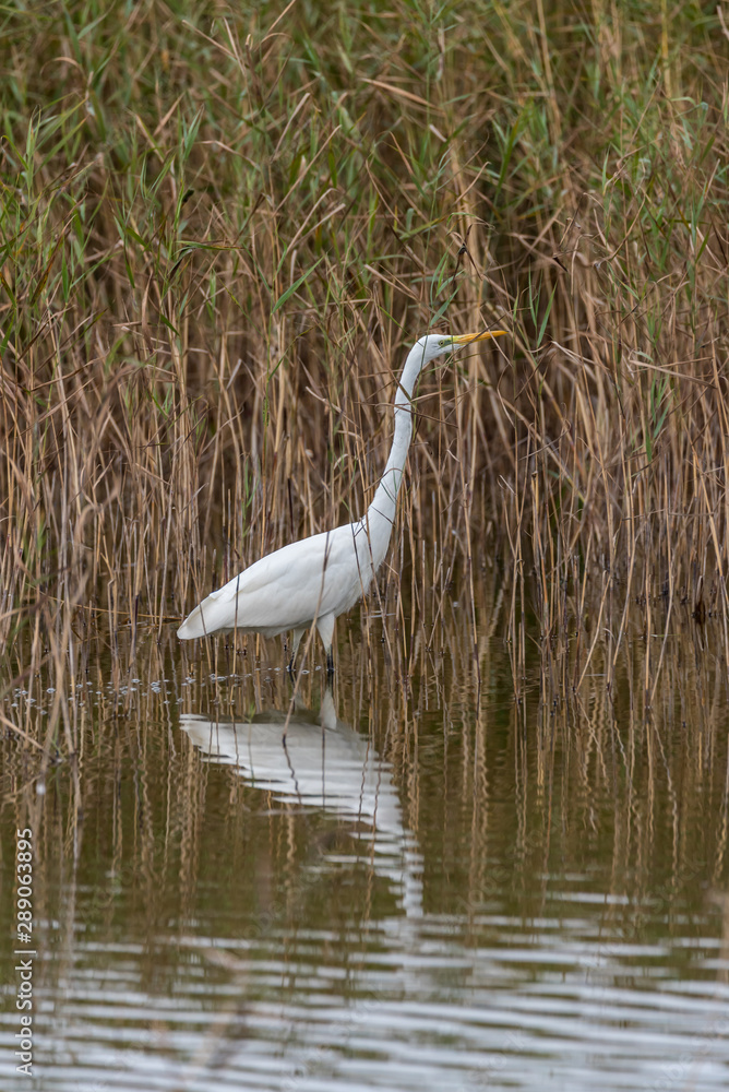 Fototapeta premium Great White Egret in Wetlands in Latvia on a Sunny Day