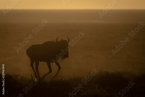 Blue wildebeest gallops in early morning light