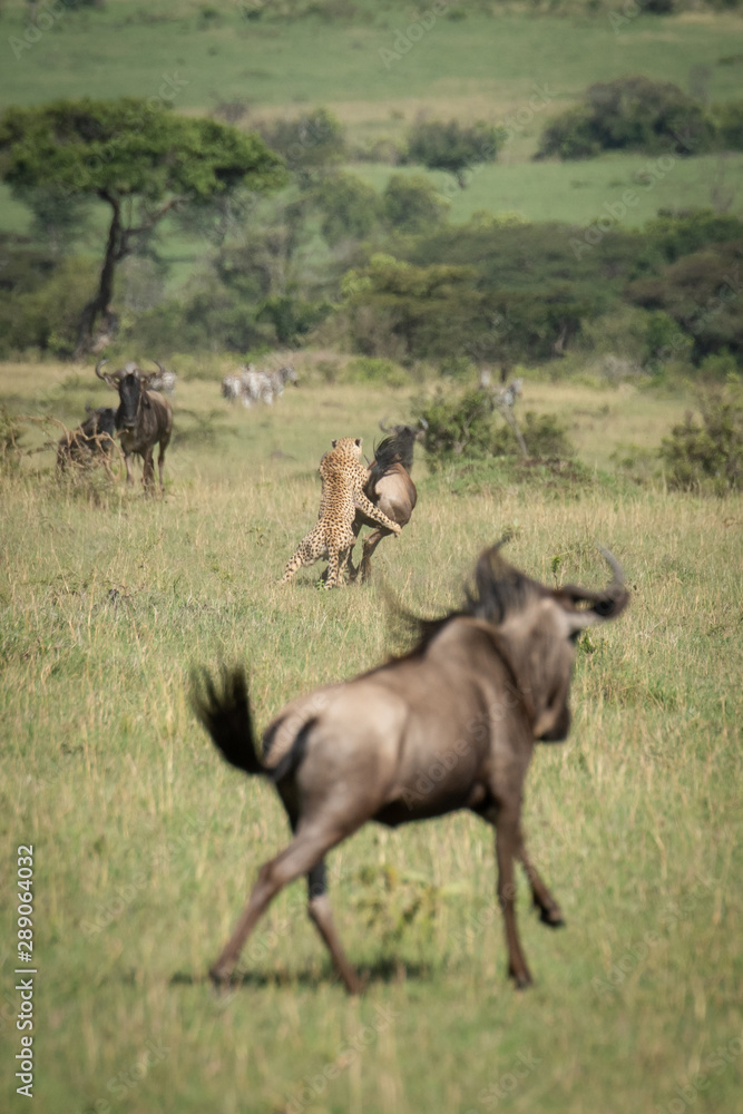 Blue wildebeest watch cheetah take down another Blue wildebeest watch cheetah take down another