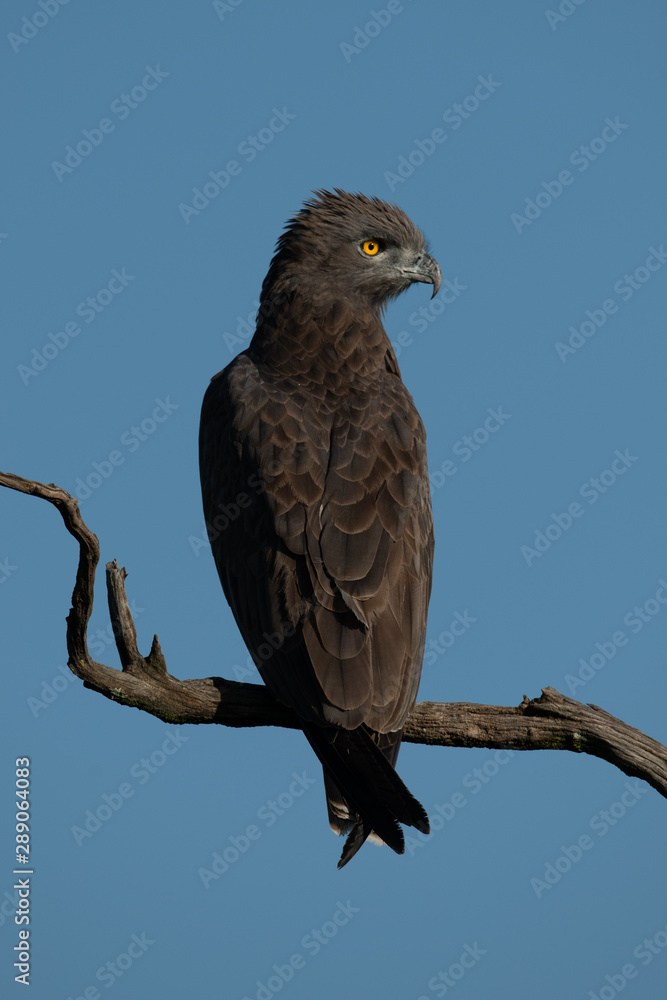 Brown snake-eagle on dead tree turning head Brown snake-eagle on dead tree turning head
