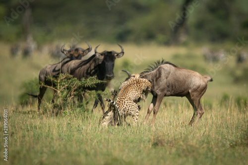 Blue wildebeest watch two cheetah attack another