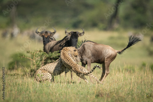 Blue wildebeest watch two cheetah catch another