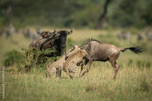 Fototapeta Naklejka Na Ścianę i Meble -  Blue wildebeest watch two cheetah attacking another
