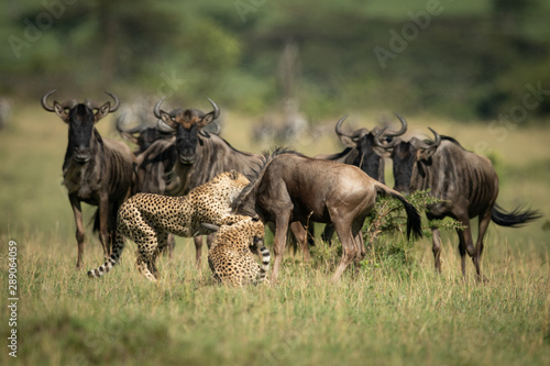 Fototapeta Naklejka Na Ścianę i Meble -  Blue wildebeest watch two cheetah throttle another