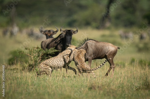 Blue wildebeest watching two cheetah attack another