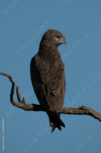 Brown snake-eagle on dead tree turning head © Nick Dale