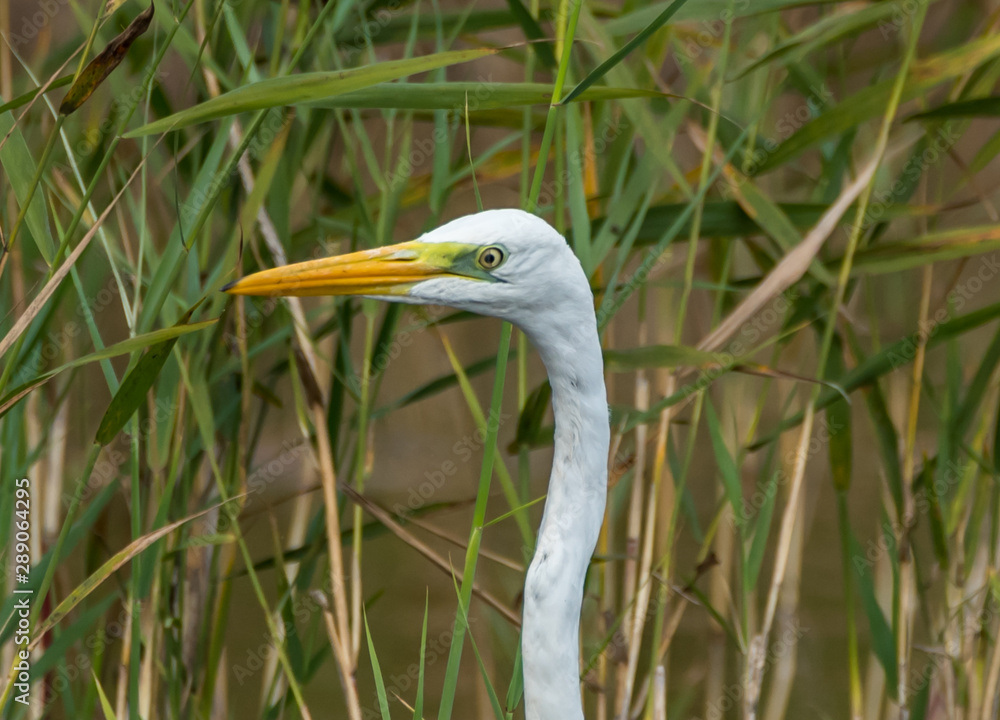 Great White Egret in Wetlands in Latvia on a Sunny Day Great White Egret in Wetlands in Latvia on a Sunny Day