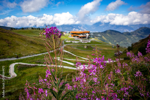 flowers in the mountains