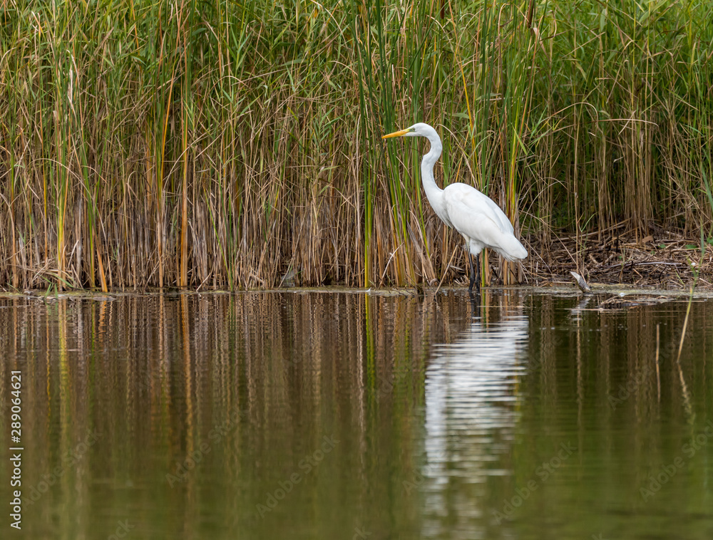 Fototapeta premium Great White Egret in Wetlands in Latvia on a Sunny Day