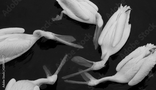 Wielki biały pelikan Pelecanus Onocrotalus znany również jako wschodni biały pelikan, różowy pelikan lub biały pelikan, duże ptaki, woda pitna dla ptaków