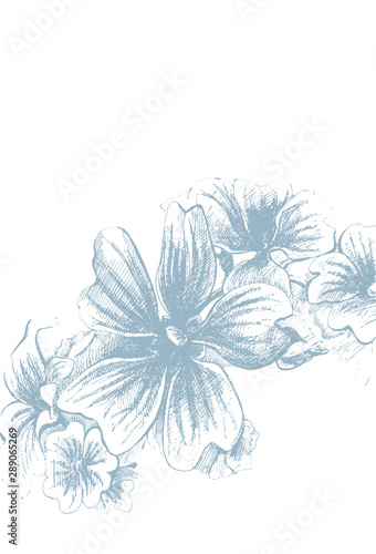 Vector graphic drawing  Flowers drawn with ink pen.