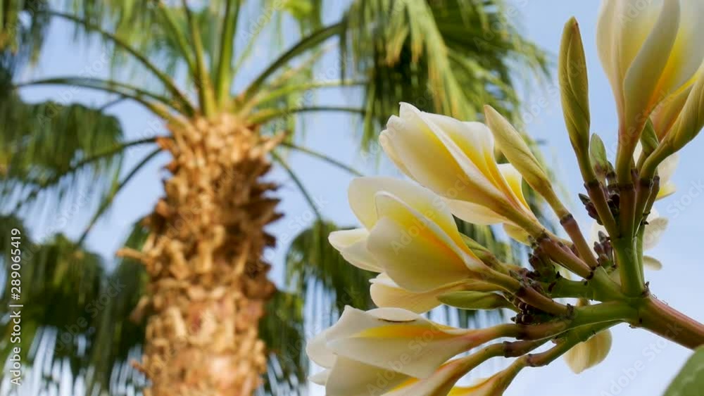 Bright background of exotic plants and palms leaves for travel concept. Plumeria flowers
