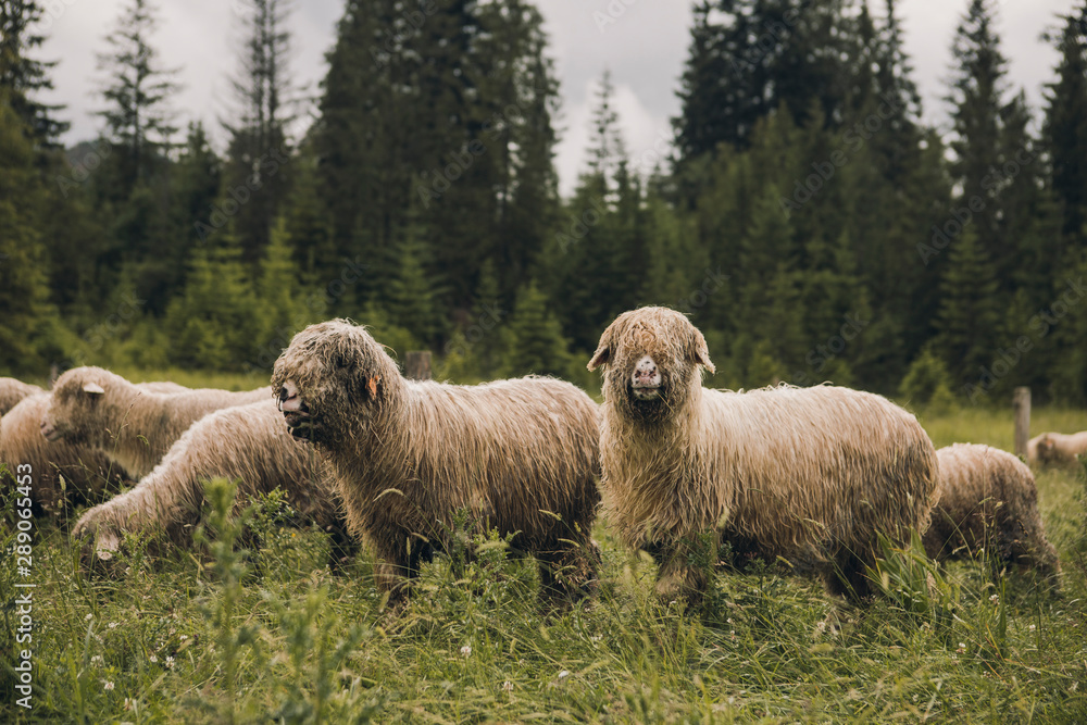 Fototapeta premium Sheeps group and lambs on a meadow with green grass