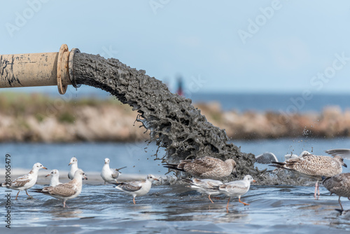 Sludge Pollution Pouring into the Baltic Sea and Seagulls