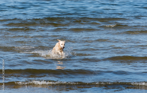 Champion Golden Retriever Fishing in the Baltic Sea on a Summer Day © JonShore