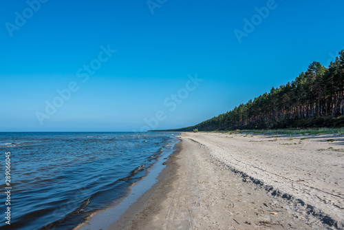 Forest at a Baltic Sea Beach on a Clear and Sunny Day