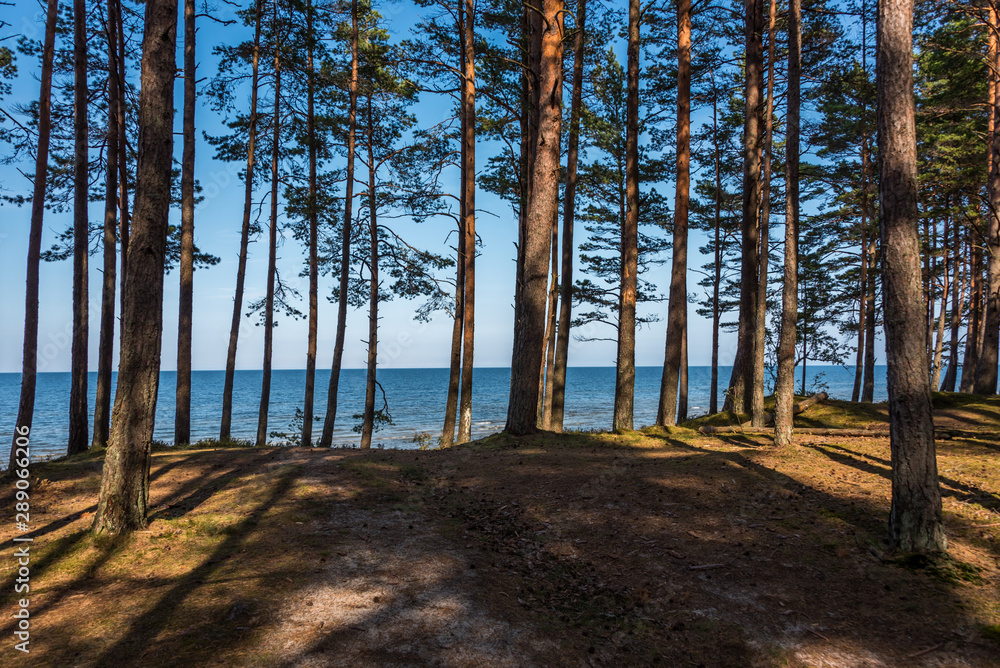 Forest at a Baltic Sea Beach on a Clear and Sunny Day Forest at a Baltic Sea Beach on a Clear and Sunny Day