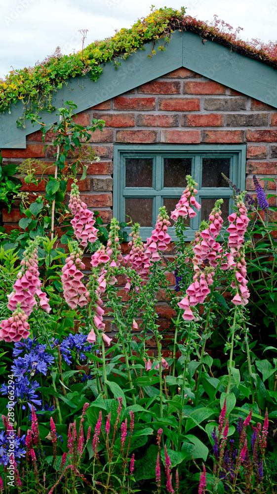 Small garden brick shed with a planted Sedum roof and a boder pink Foxgloves Digitalis