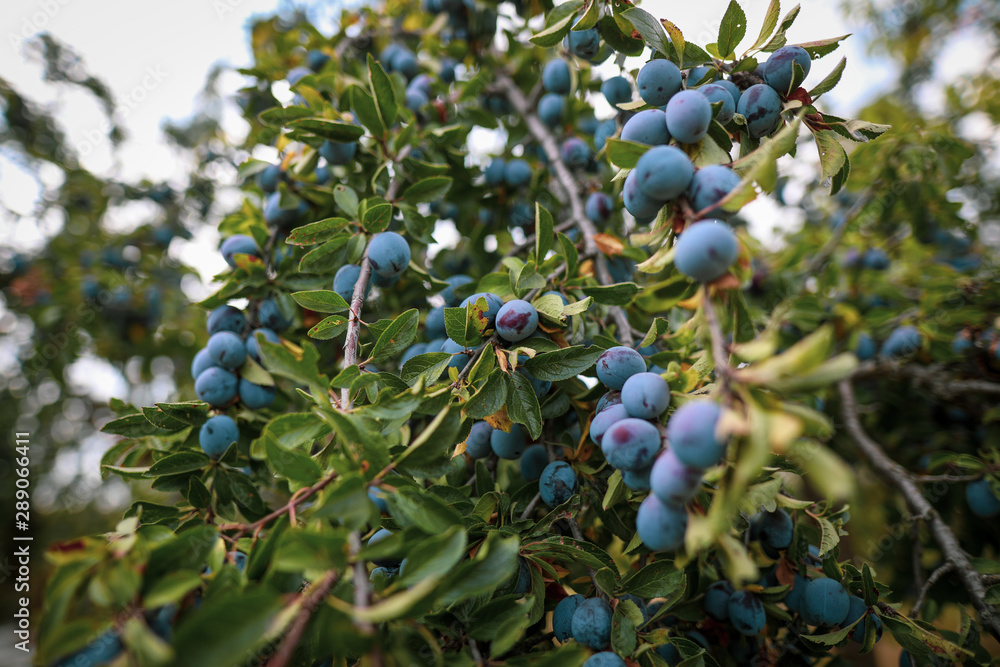 Ripe plums on trees in an orchard during a sunny autumn day Ripe plums on trees in an orchard during a sunny autumn day