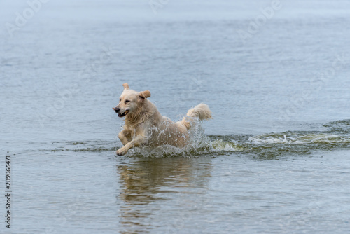 Champion Golden Retriever Fishing in the Baltic Sea on a Summer Day
