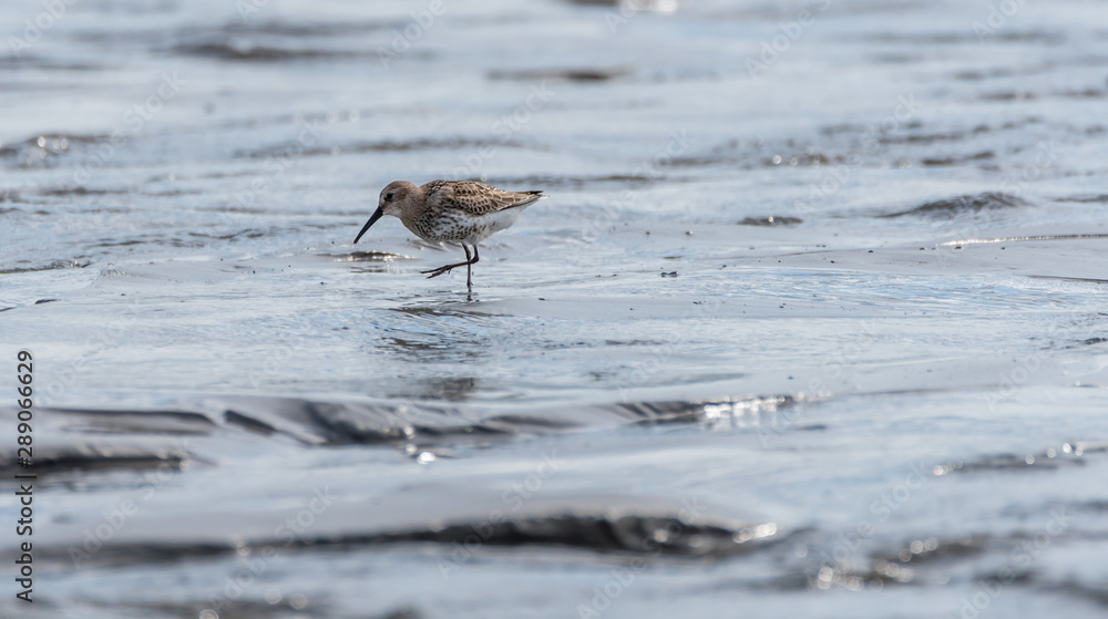 Sandpiper Bird Hunting for Food on a Baltic Sea Beach on a Summer Day Sandpiper Bird Hunting for Food on a Baltic Sea Beach on a Summer Day