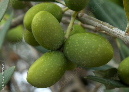 Wallpaper Mural Green olive on tree Torontodigital.ca