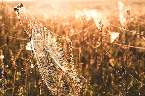 Spider web in the meadow grass