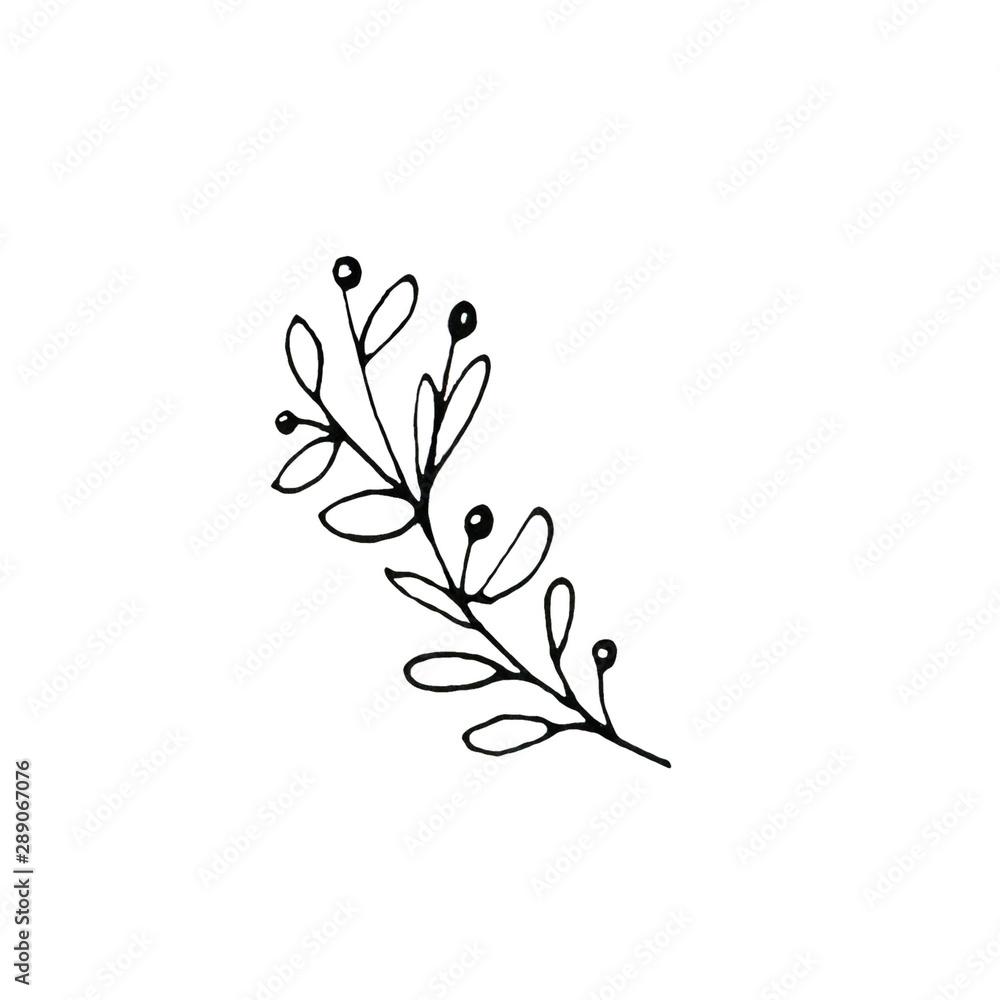 Hand drawn ink botanical illustration  of wild branch isolated on white background. Design for invitation, wedding or greeting cards