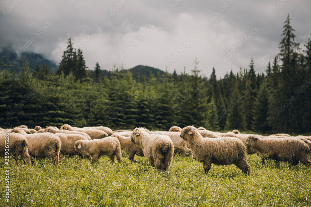 Sheeps group and lambs on a meadow with green grass